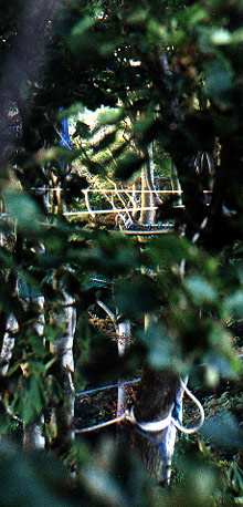 Jungle Jpeg