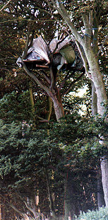 N@K's Tree